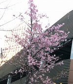 2021年2月19日医科歯科大桜.jpg